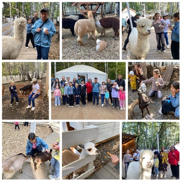 Парк альпак