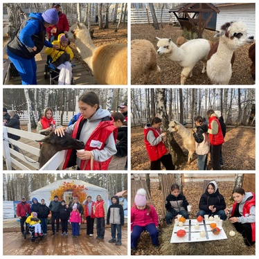 Парк альпак2